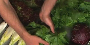 Salatsorten im Überblick Salatsorten im Überblick