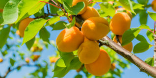 Unsere Lieblingsrezepte im Juli Unsere Lieblingsrezepte im Juli