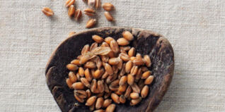 Unterschied Hartweizen Weichweizen Unterschied Hartweizen Weichweizen