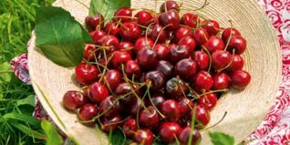 Rote Kirschen ess ich gern! Rote Kirschen ess ich gern!