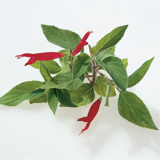 Besonders schön sieht die Pflanze im September aus, wenn die roten Blüten sich zeigen. Ananas-Salbei