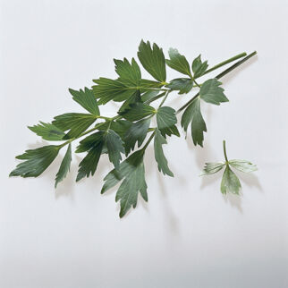 Liebstöckel Liebstöckel