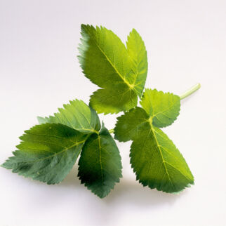 Minze wird vor allem in Cocktails verwendet. Minze