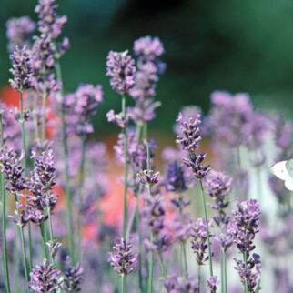 Lavendel Lavendel