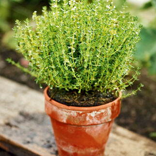 Ob Rosmarin, Salbei, Oregano oder Thymian, die Gewürzkräuter sind beliebt. Thymian