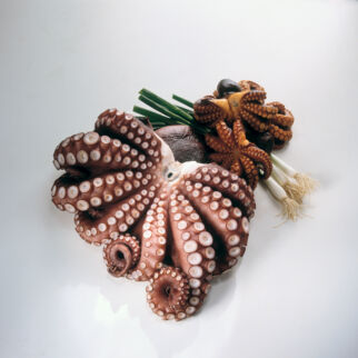 Tintenfisch Tintenfisch