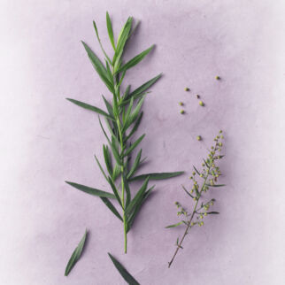 Estragon