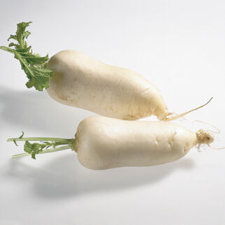 Zwei Rettiche auf weißem Hintergrund. Rettich