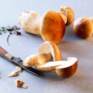 Steinpilze Steinpilze