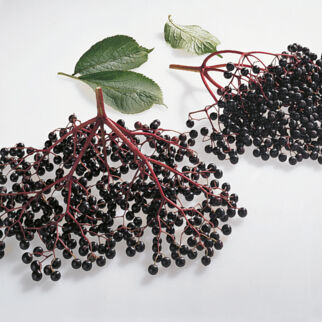 Holunderbeeren Holunderbeeren