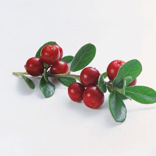 Preiselbeeren Preiselbeeren