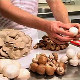 Die Vielfalt der Pilze auf einen Blick Die Vielfalt der Pilze auf einen Blick