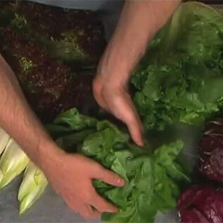 Salatsorten im Überblick Salatsorten im Überblick