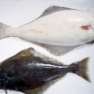 Weißer und schwarzer Heilbutt - Lebensmittel-Warenkunde Heilbutte