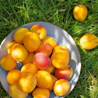 Aprikosen Rezepte Aprikosen Rezepte