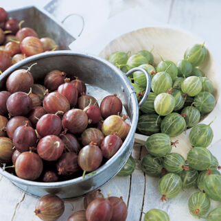 rote und grüne Stachelbeeren Stachelbeeren Unterseite Rezepte Warenkunde