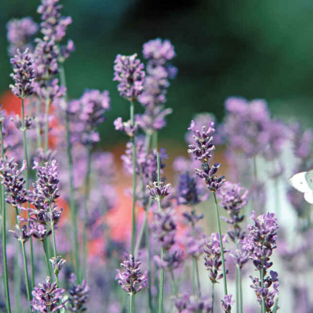 Lavendeltörtchen mit Zitronencreme Rezept | Küchengötter Lavendeltörtchen mit Zitronencreme Rezept | Küchengötter