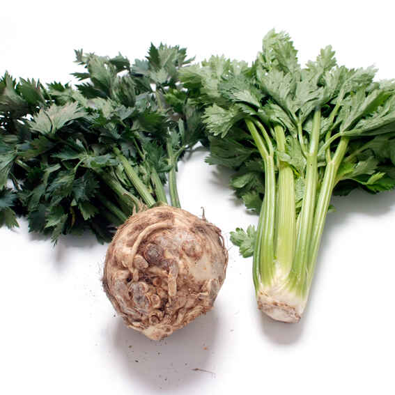 Geschmorter Sellerie mit Peperonata Rezept | Küchengötter Geschmorter Sellerie mit Peperonata Rezept | Küchengötter