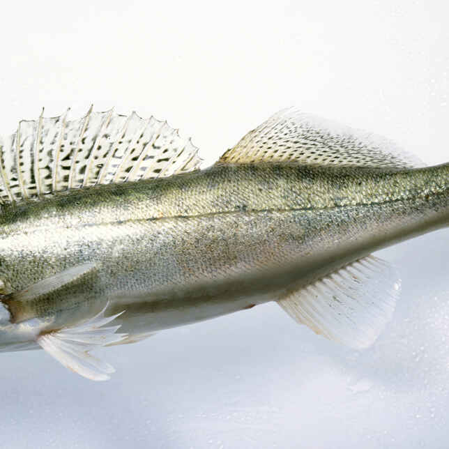 Zander in Dill-Sauce Rezept | Küchengötter