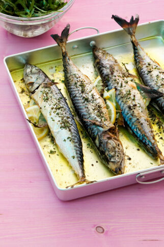Gegrillte Makrelen mit Rucolasalat Gegrillte Makrelen mit Rucolasalat