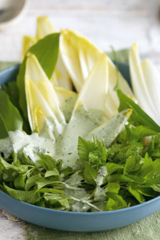 Chicorée-Giersch-Salat