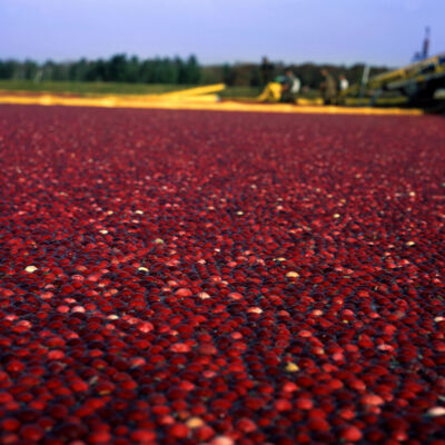 Cranberries Geschichte und Anbau