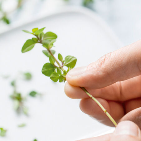 Semmelknödel mit Pilzrahm Semmelknödel mit Pilzrahm