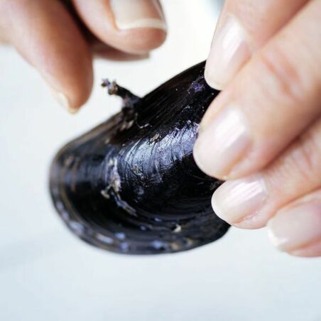 Miesmuscheleintopf Miesmuscheleintopf