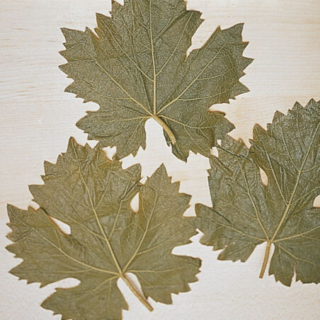 Mit Hackfleisch gefüllte Weinblätter Mit Hackfleisch gefüllte Weinblätter