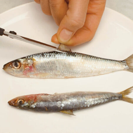 Sardinen mit Orangen Sardinen mit Orangen