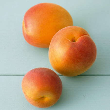 Eingeweckte Aprikosen Eingeweckte Aprikosen