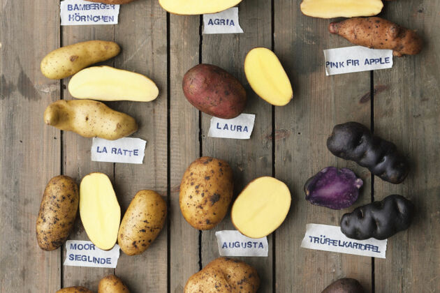 Kartoffeln Rezepte Tipps Ideen K cheng tter kartoffeln-rezepte-tipps-ideen-k-cheng-tter