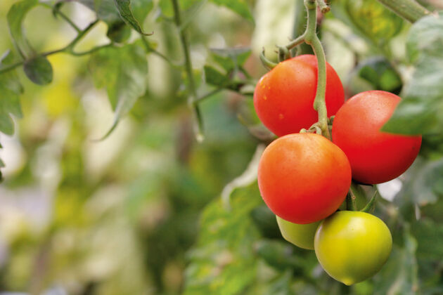 Tomaten selber pflanzen