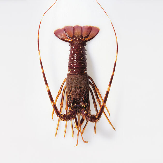 Languste LebensmittelWarenkunde Küchengötter