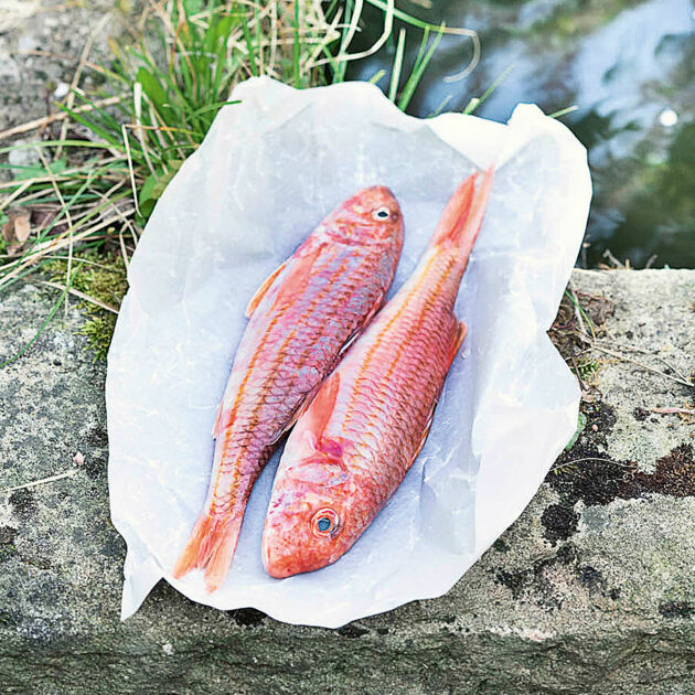 Rotbarbe | Küchengötter