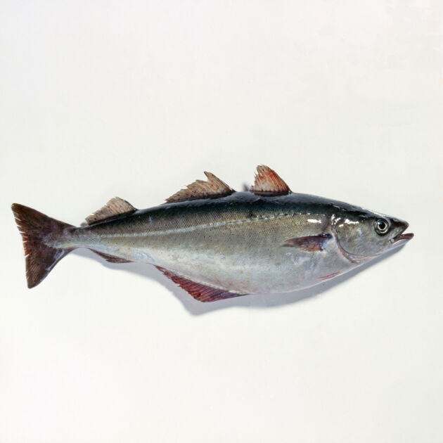 Seelachs Küchengötter