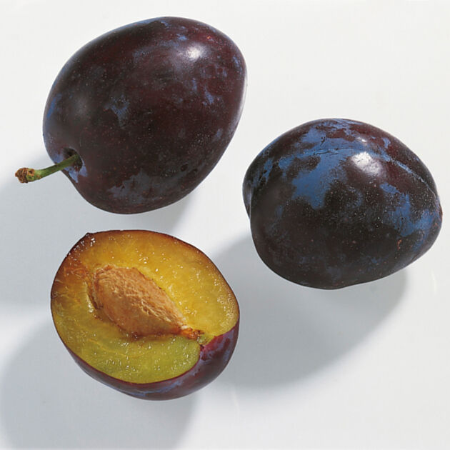 Pflaumen Kuchengotter