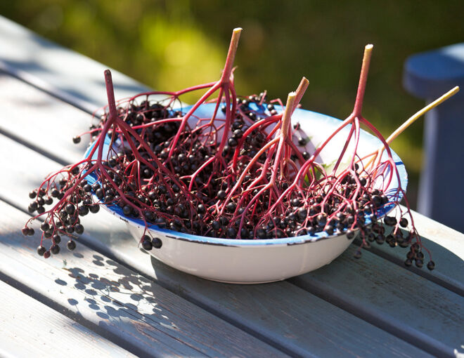 Süß Einmachen Sirup selber machen Holunderbeeren