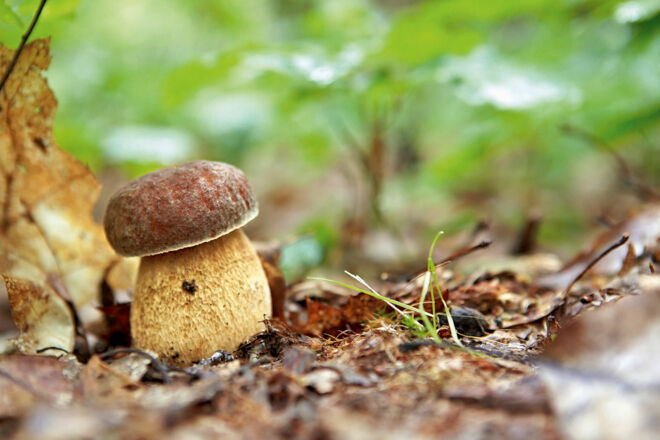 Steinpilze in der Natur