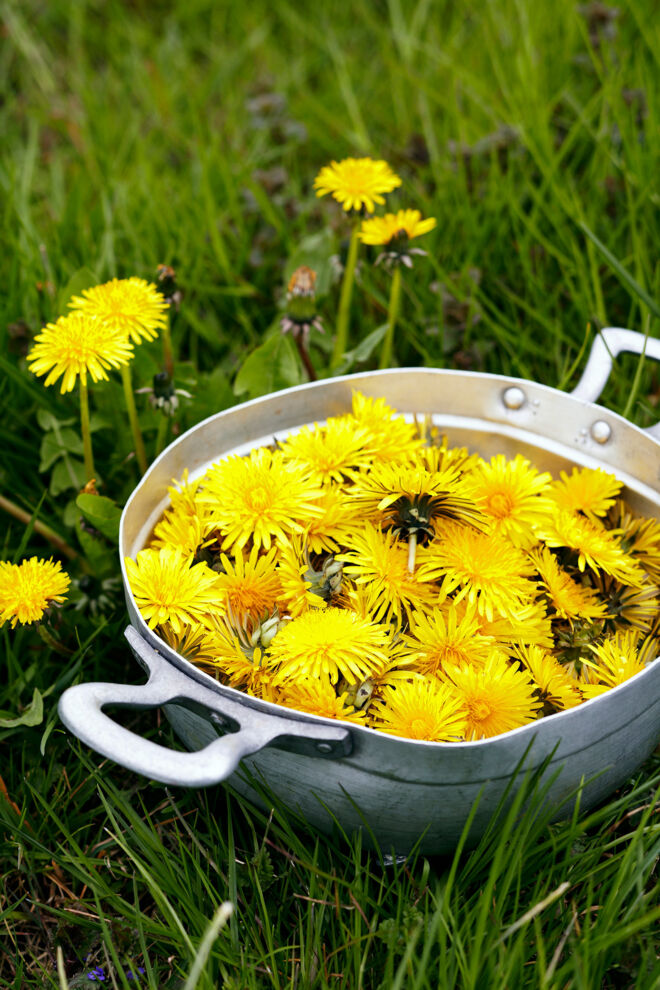 Süß Einmachen Sirup selber machen Löwenzahn