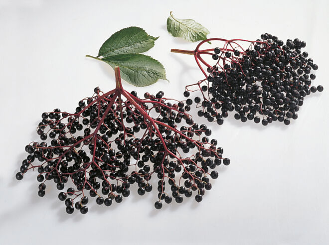 Holunderbeeren