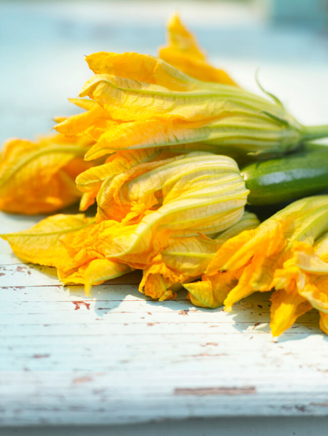 Sommerküche, Zucchiniblüten Zucchini Unterseite Warenkunde