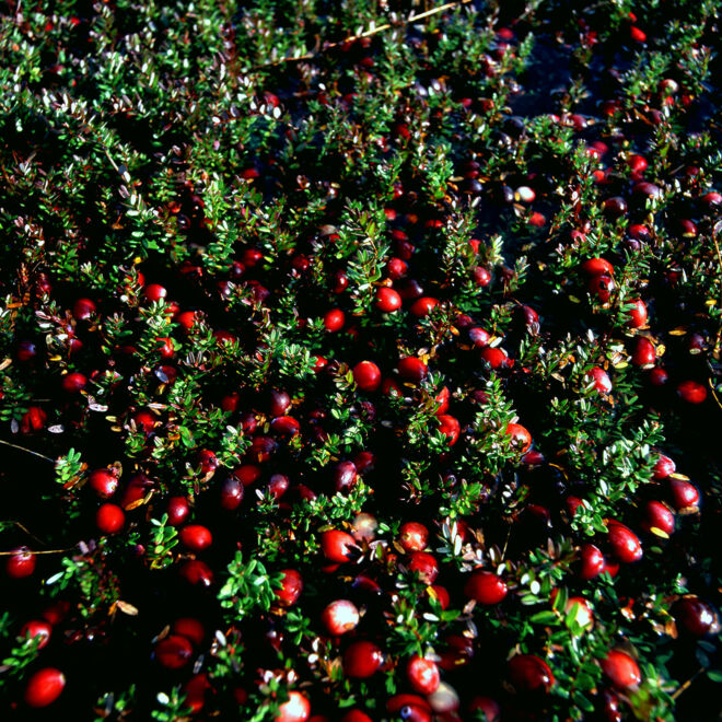 Cranberry Infos Cranberry Infos