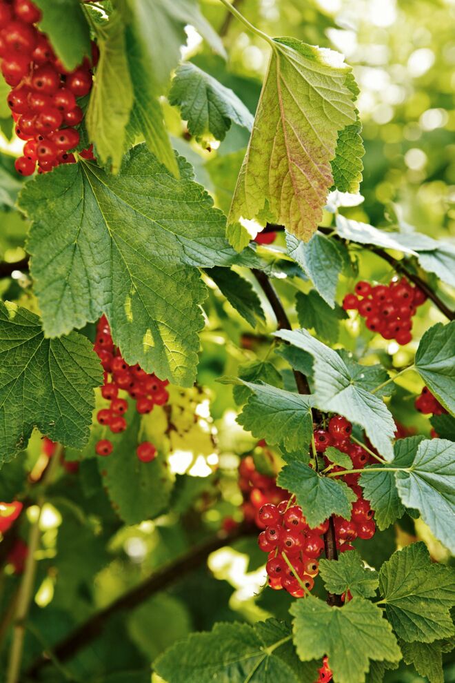 Johannisbeeren Unterseite Geschichte Johannisbeeren Unterseite Geschichte