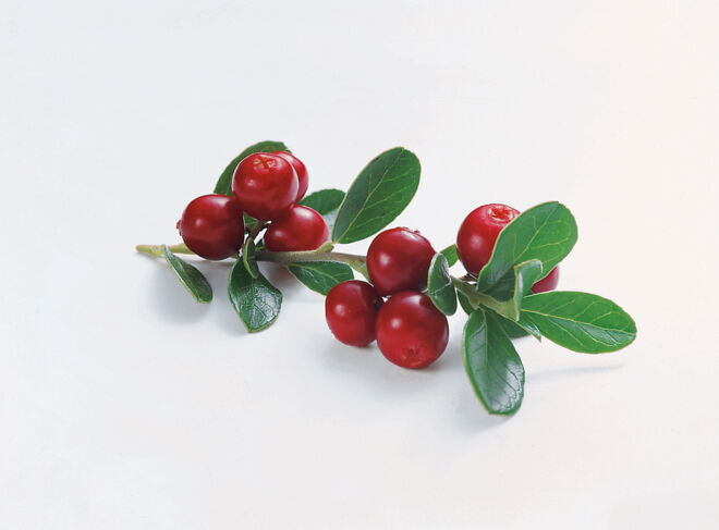 Preiselbeeren