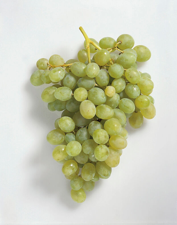 Weintrauben