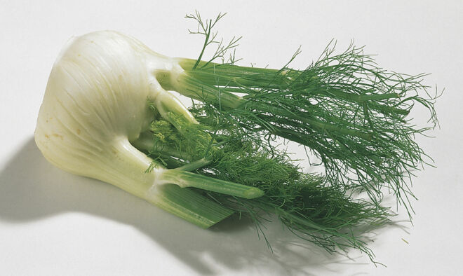 Fenchel Fenchel