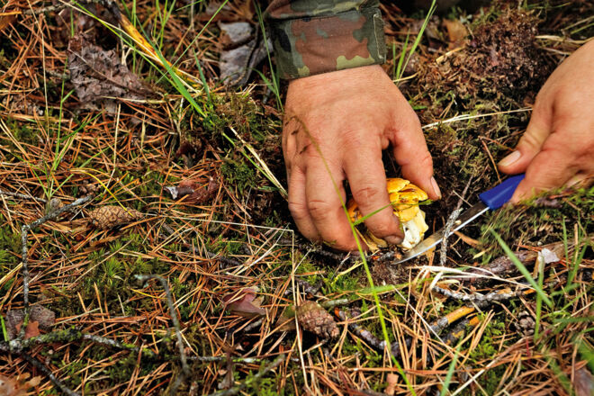 Pilze im Wald ernten Pilze im Wald ernten