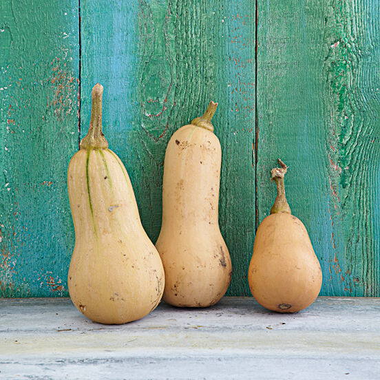 Kürbissorten Butternut-Kürbis Kürbissorten Butternut-Kürbis