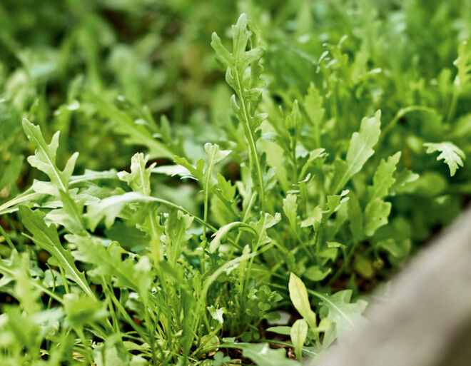 Rucola selber ziehen Rucola selber ziehen